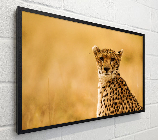 Proud Cheetah