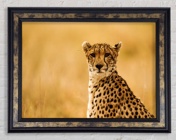 Proud Cheetah Framed Print