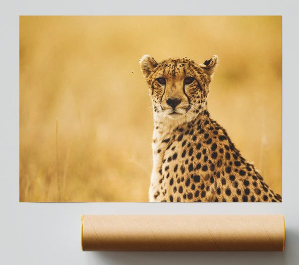 Proud Cheetah Print
