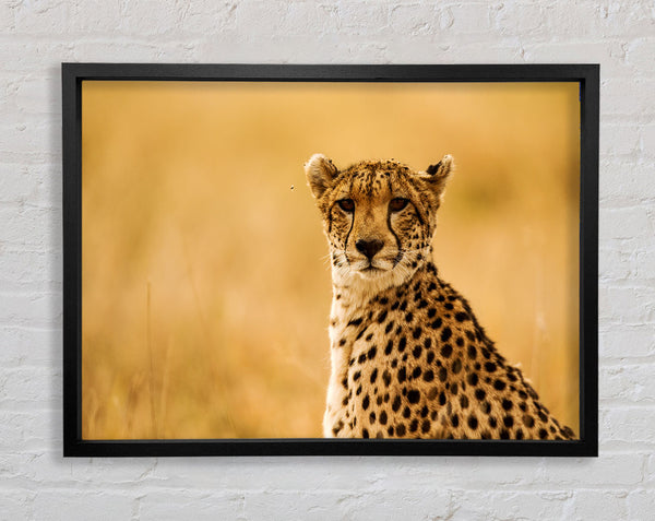 Stolzer Gepard
