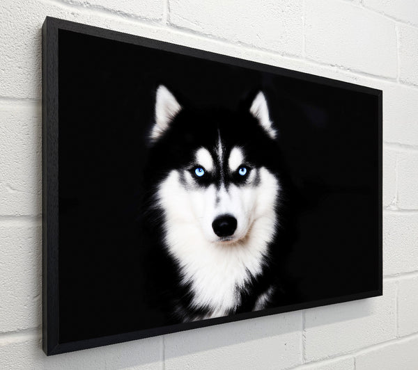 Husky Dog Love