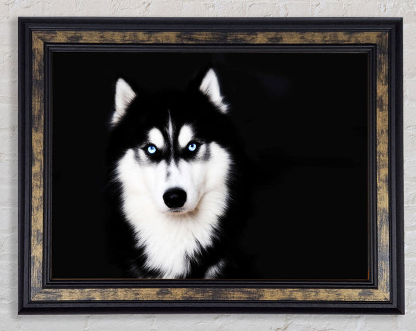 Husky Dog Love Framed Print