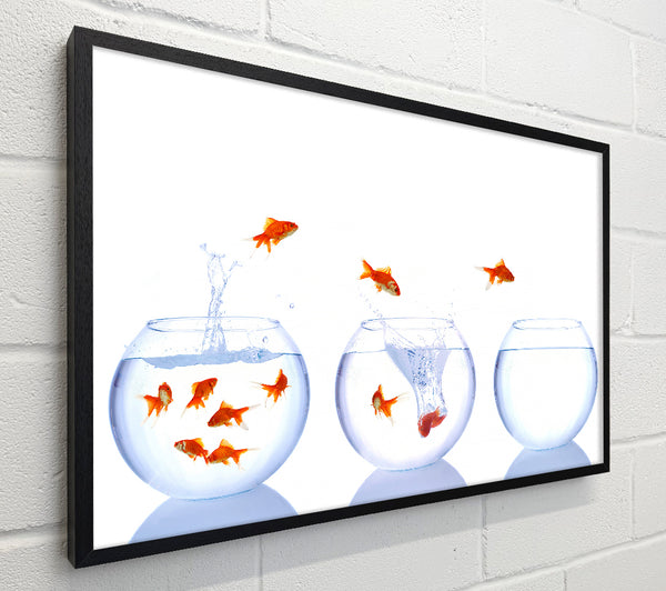 Jumping Goldfish Trio