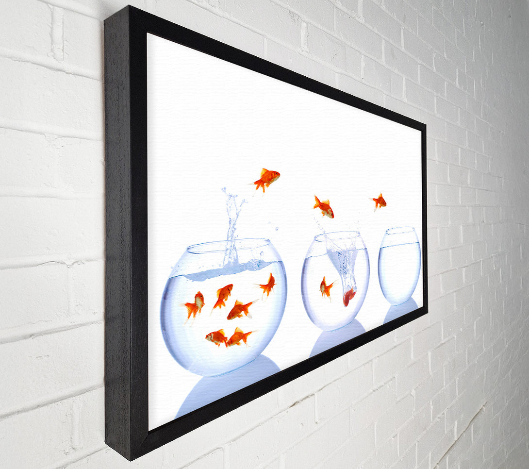  A Canvas Print of Jumping Goldfish Trio Canvas Wall Art