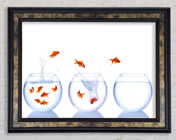 Jumping Goldfish Trio