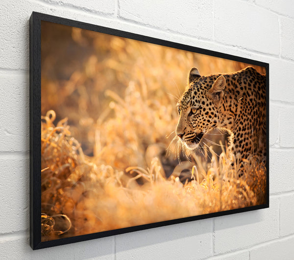 Leopard Wonder