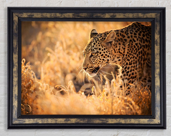 Leopard Wonder Framed Print