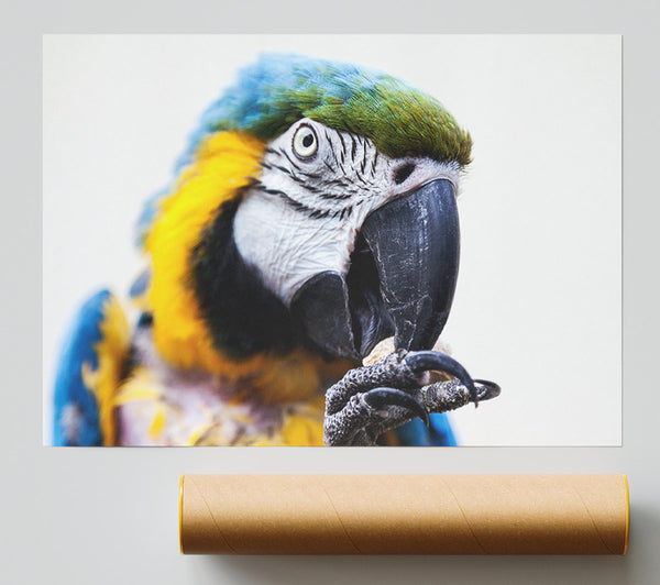 Parrot Care Giclee Print