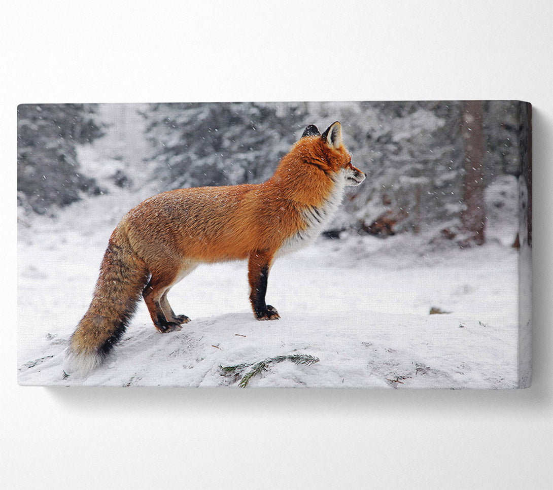  A Canvas Print of Winter Snow Fox Canvas Wall Art