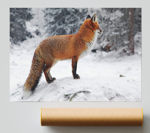 Winter Snow Fox Poster