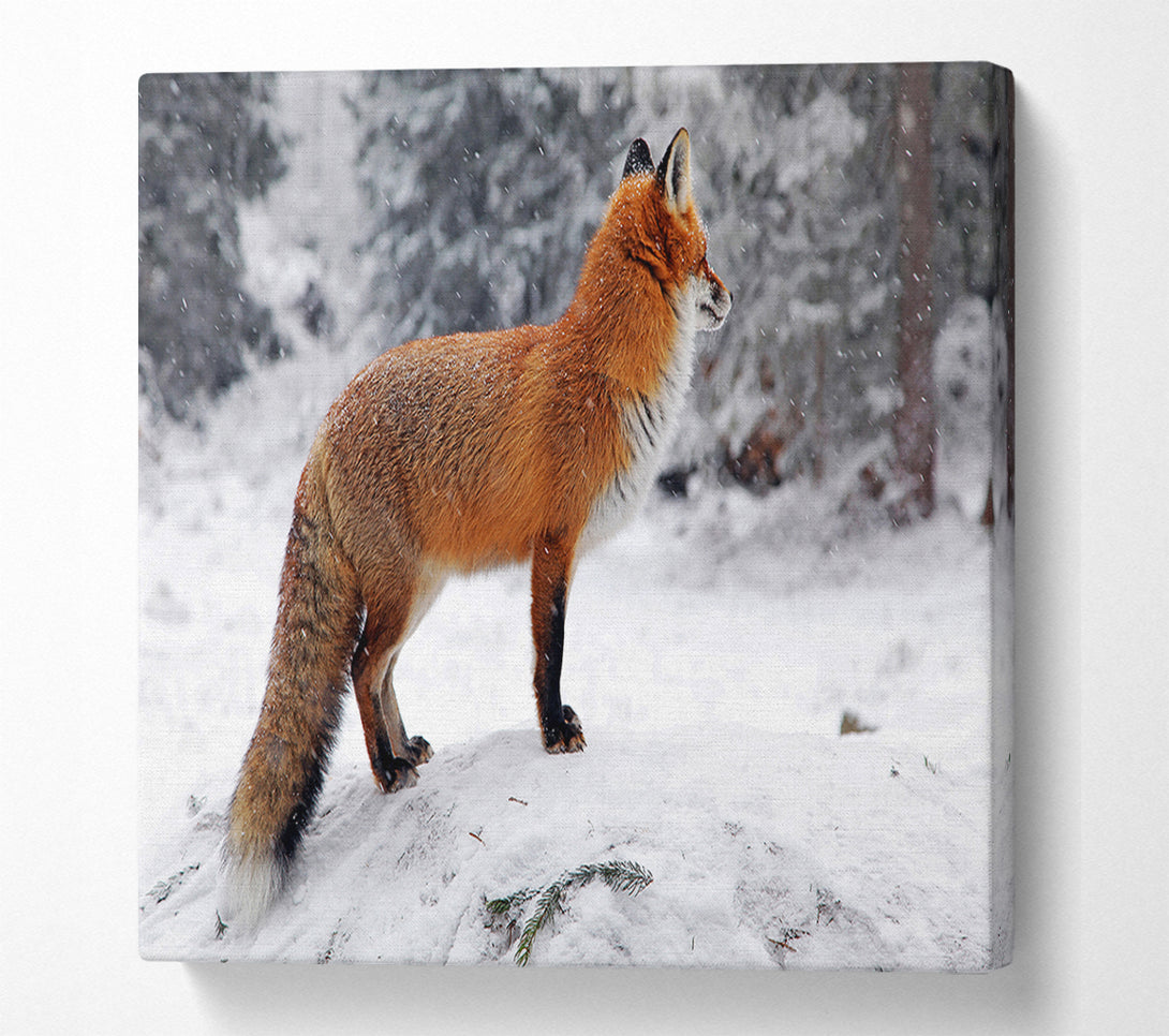 A Canvas Print of Winter Snow Fox Canvas Wall Art