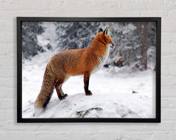Winter Schnee Fuchs