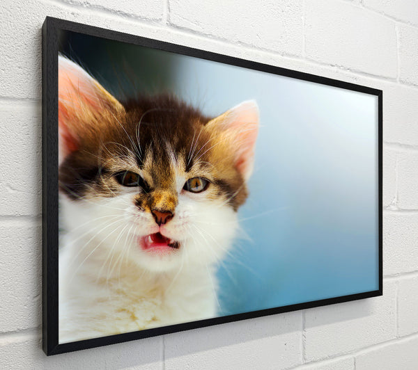 Kitten Cat Growl
