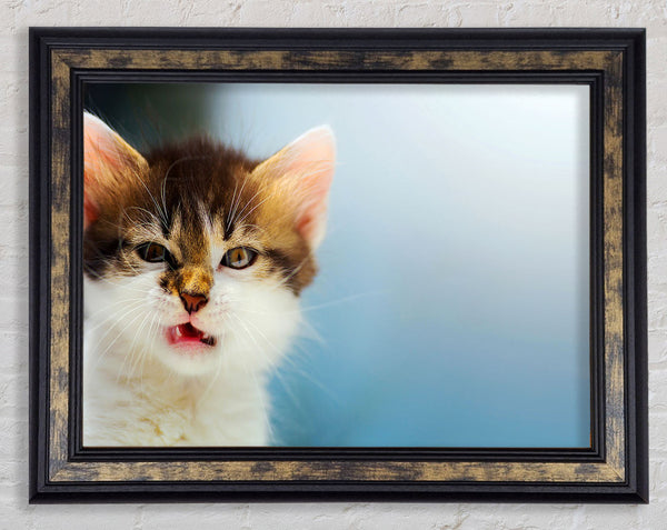 Kitten Cat Growl