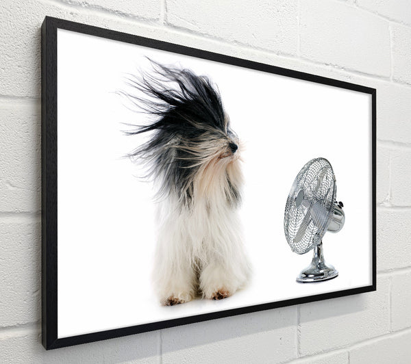 Old English Sheepdog Cooling Off