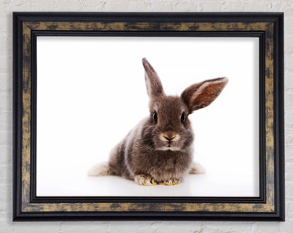 Curiosity Bunny Framed Print