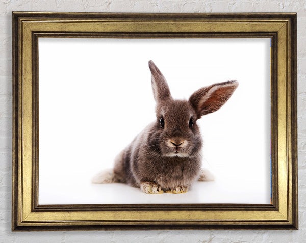 Curiosity Bunny Framed Print