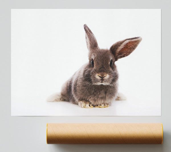 Curiosity Bunny Giclee Print