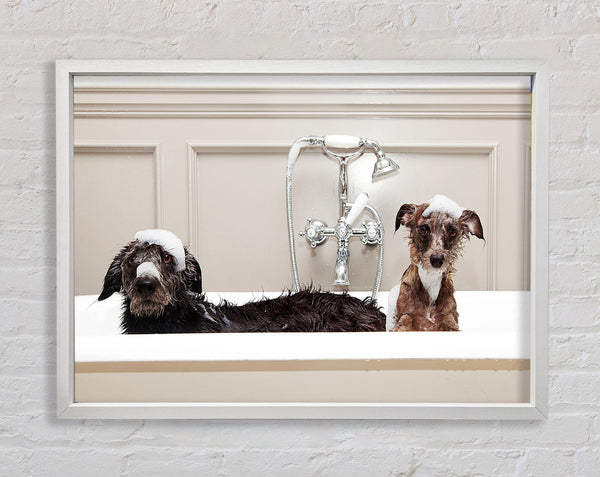 Badezeit für Hunde