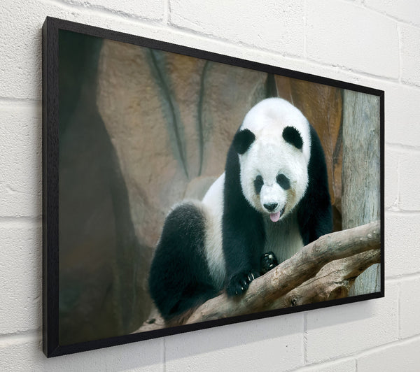 Panda tongue