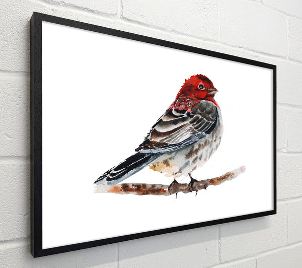 Red Finch