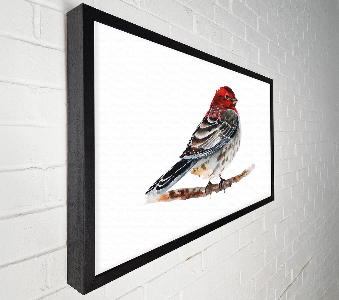  A Canvas Print of Red Finch Canvas Wall Art