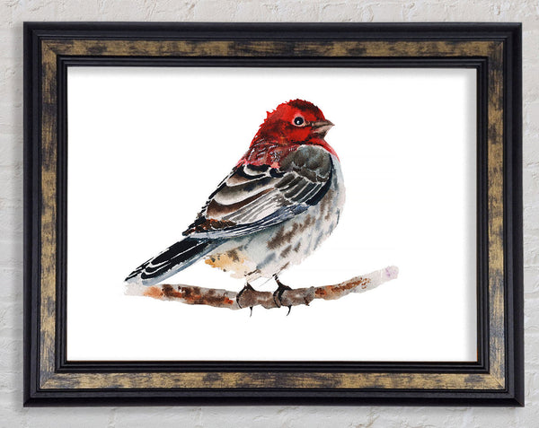 Red Finch Framed Print