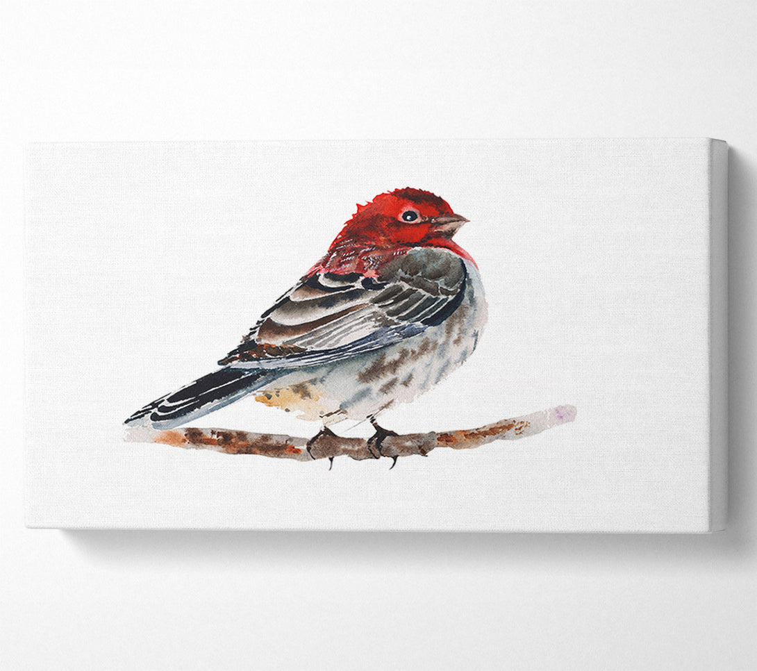  A Canvas Print of Red Finch Canvas Wall Art