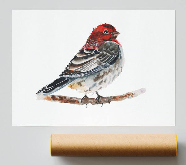 Red Finch Poster