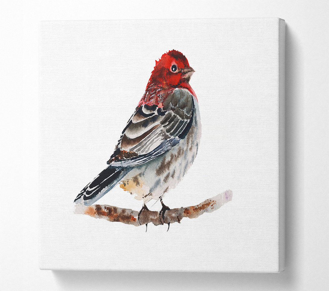  A Canvas Print of Red Finch Canvas Wall Art