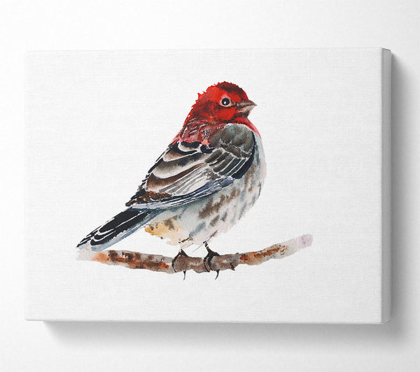 Red Finch Canvas Wall Art