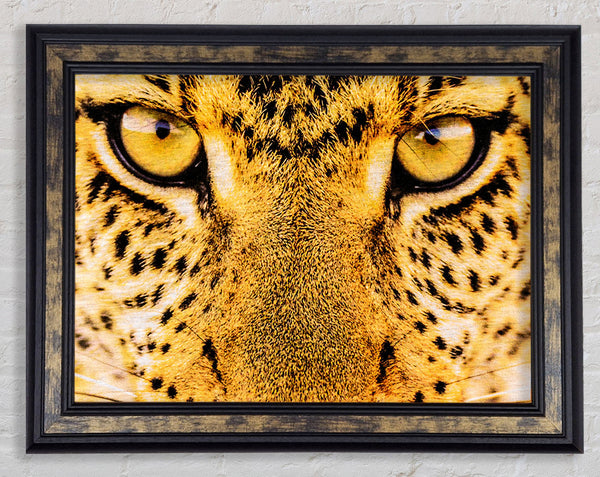 Leopard Face Framed Print