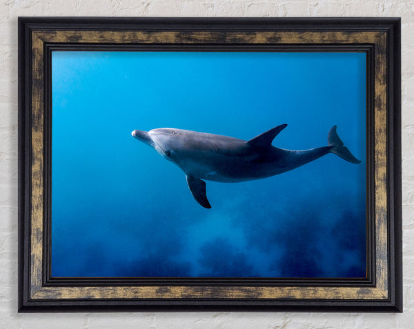 Dolphin Blues Framed Print