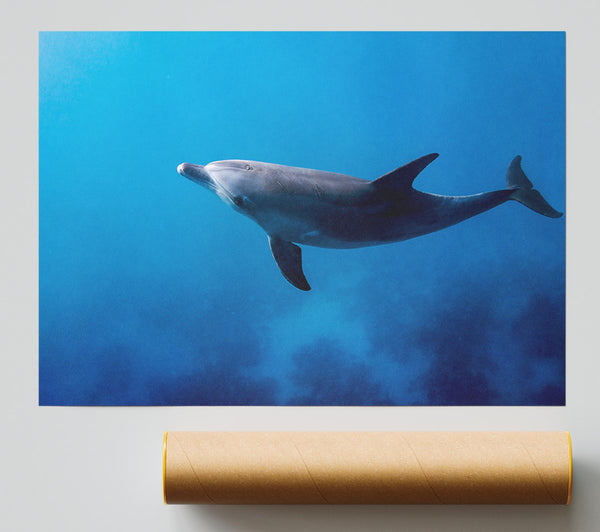 Dolphin Blues Print