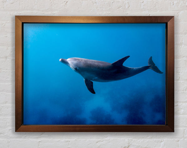 Dolphin Blues Framed Print