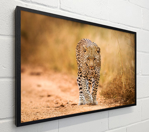 Leopard Walk