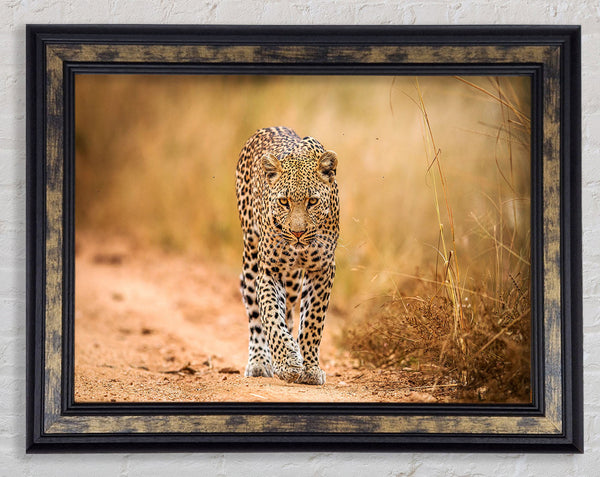 Leopard Walk Framed Print