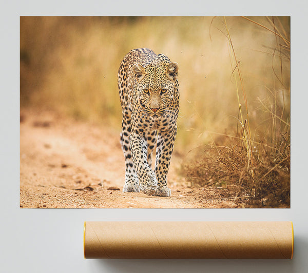 Leopard Walk Poster