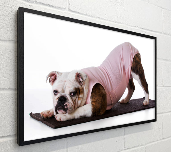 British Bulldog Yoga Stretch