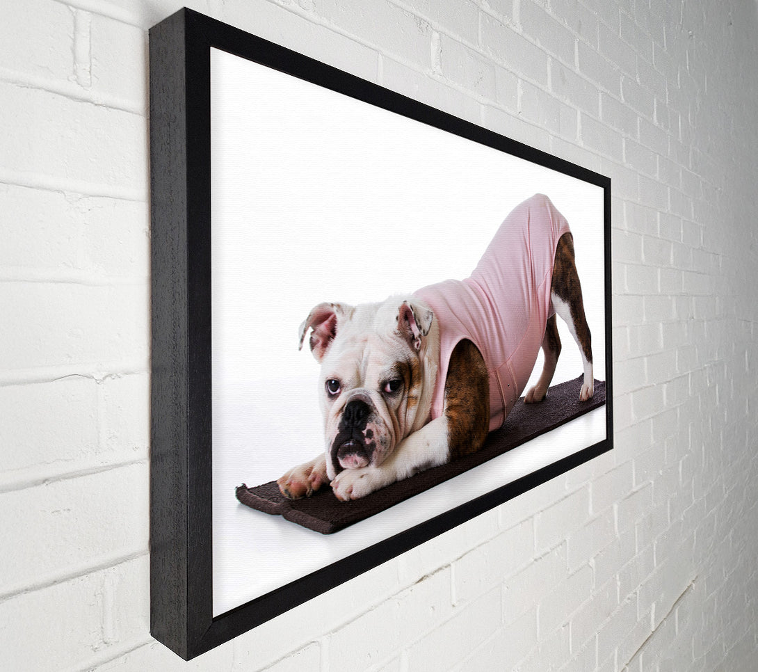  A Canvas Print of British Bulldog Yoga Stretch Canvas Art