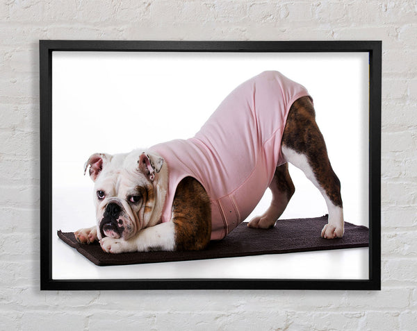 British Bulldog Yoga Stretch Framed Print