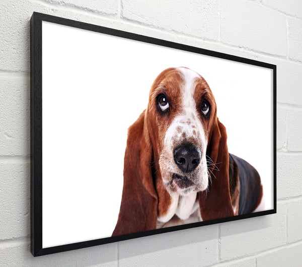 Basset Hound Look