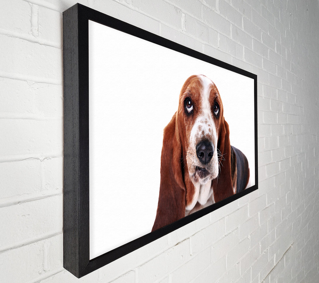  A Canvas Print of Basset Hound Look Canvas Print