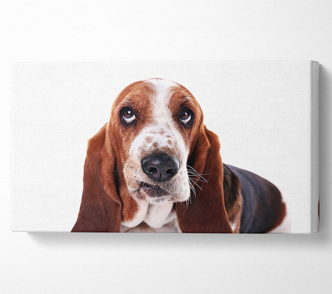  A Canvas Print of Basset Hound Look Canvas Print