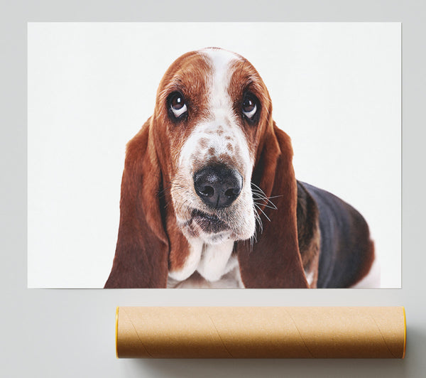 Basset Hound Look Giclee Print