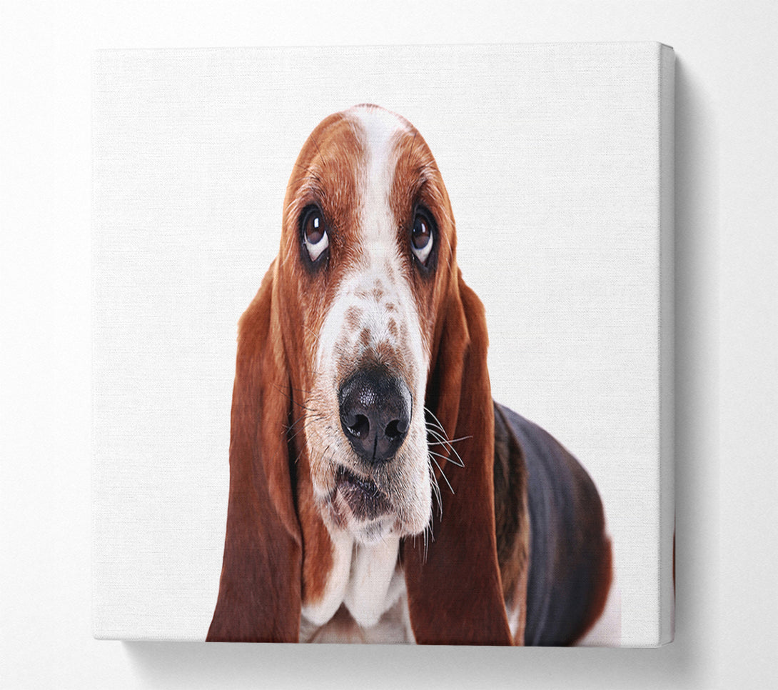  A Canvas Print of Basset Hound Look Canvas Print