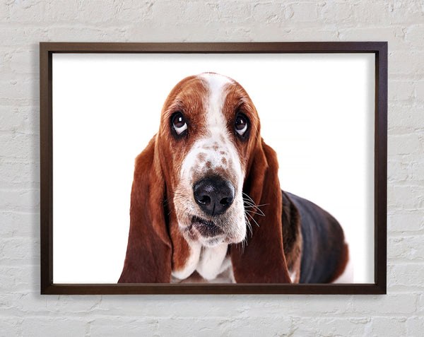 Basset Hound-Aussehen
