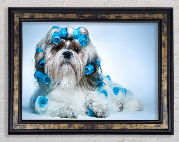 Shih Tzu Dog In Curlers Framed Print
