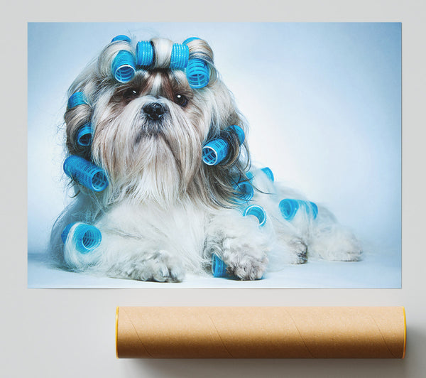 Shih Tzu Dog In Curlers Poster