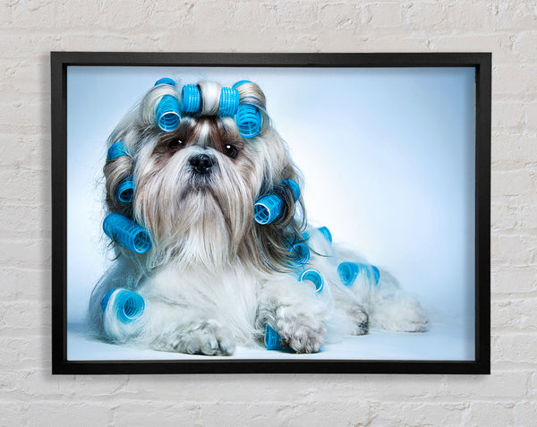 Shih Tzu Hund mit Lockenwicklern